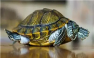 http://www.dddpan.com/news/10b999909.html