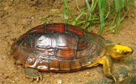 http://www.dddpan.com/news/56f999884.html
